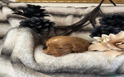 Miniature Poodle dogs for stud: Dark Red Miniature Poodle Stud Package Available in Southampton - Image 13