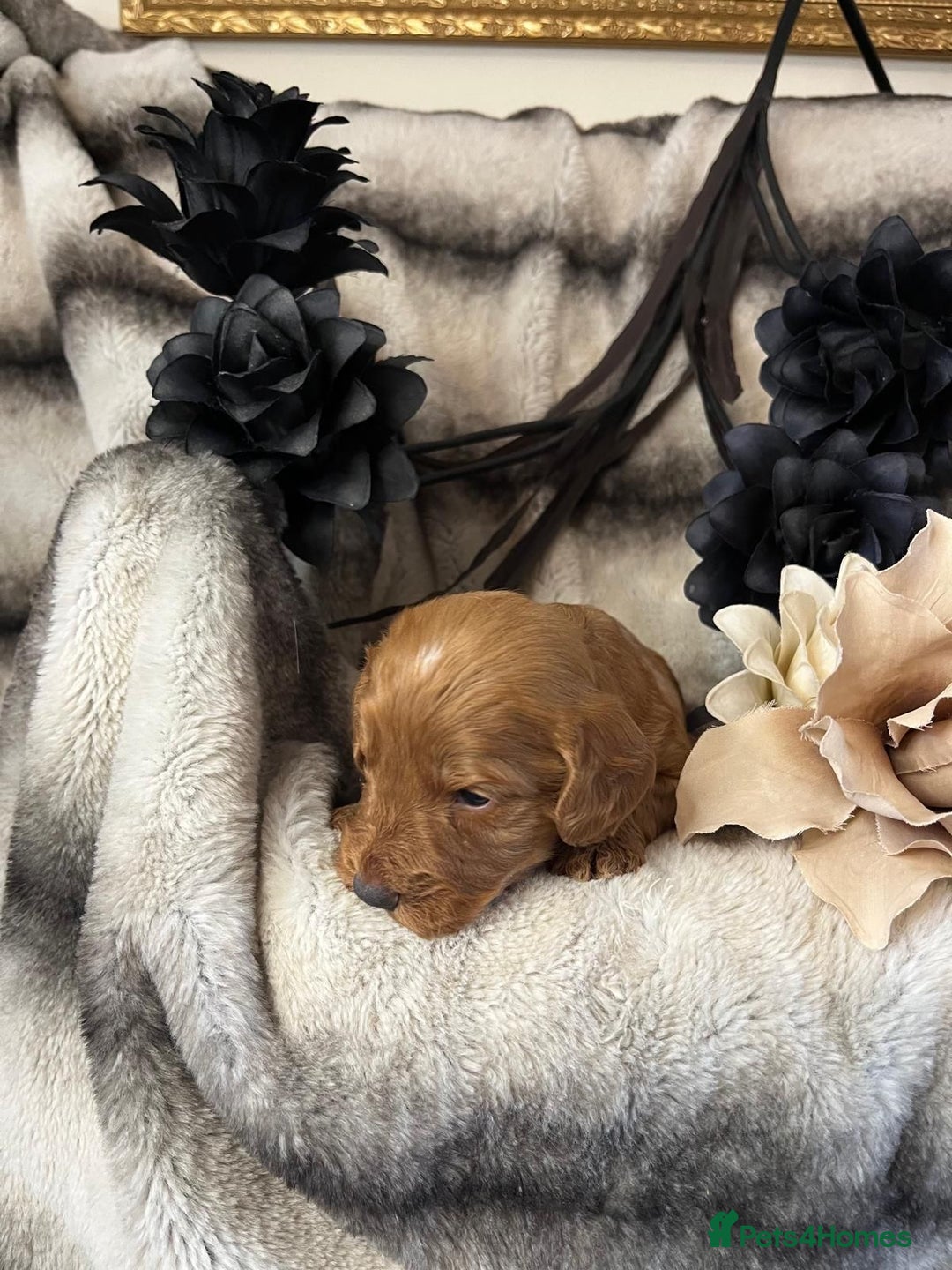 Miniature Poodle dogs for stud: Dark Red Miniature Poodle Stud Package Available in Southampton - Image 13