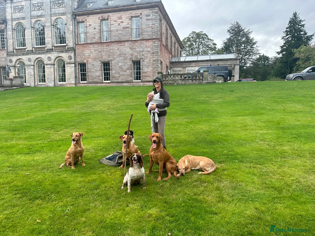 Labrador Retriever dogs for stud: Kc registered proven stud dog  - Advert 5