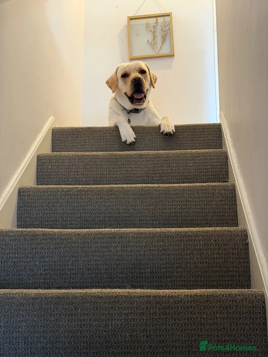 Labrador Retriever dogs for sale: Nearly 2 year old lab  in Halstead - Advert 2