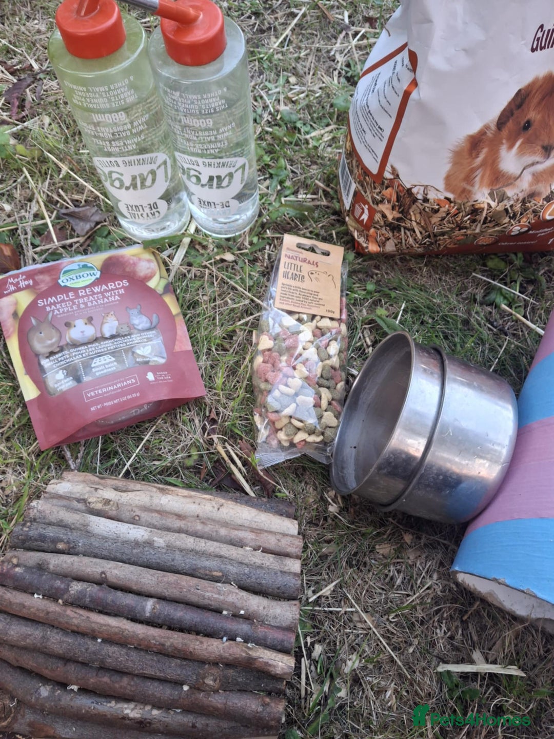 Guinea Pig rodents for sale: 3 Female Guinea Pigs- plus Hutch and extras - Image 16