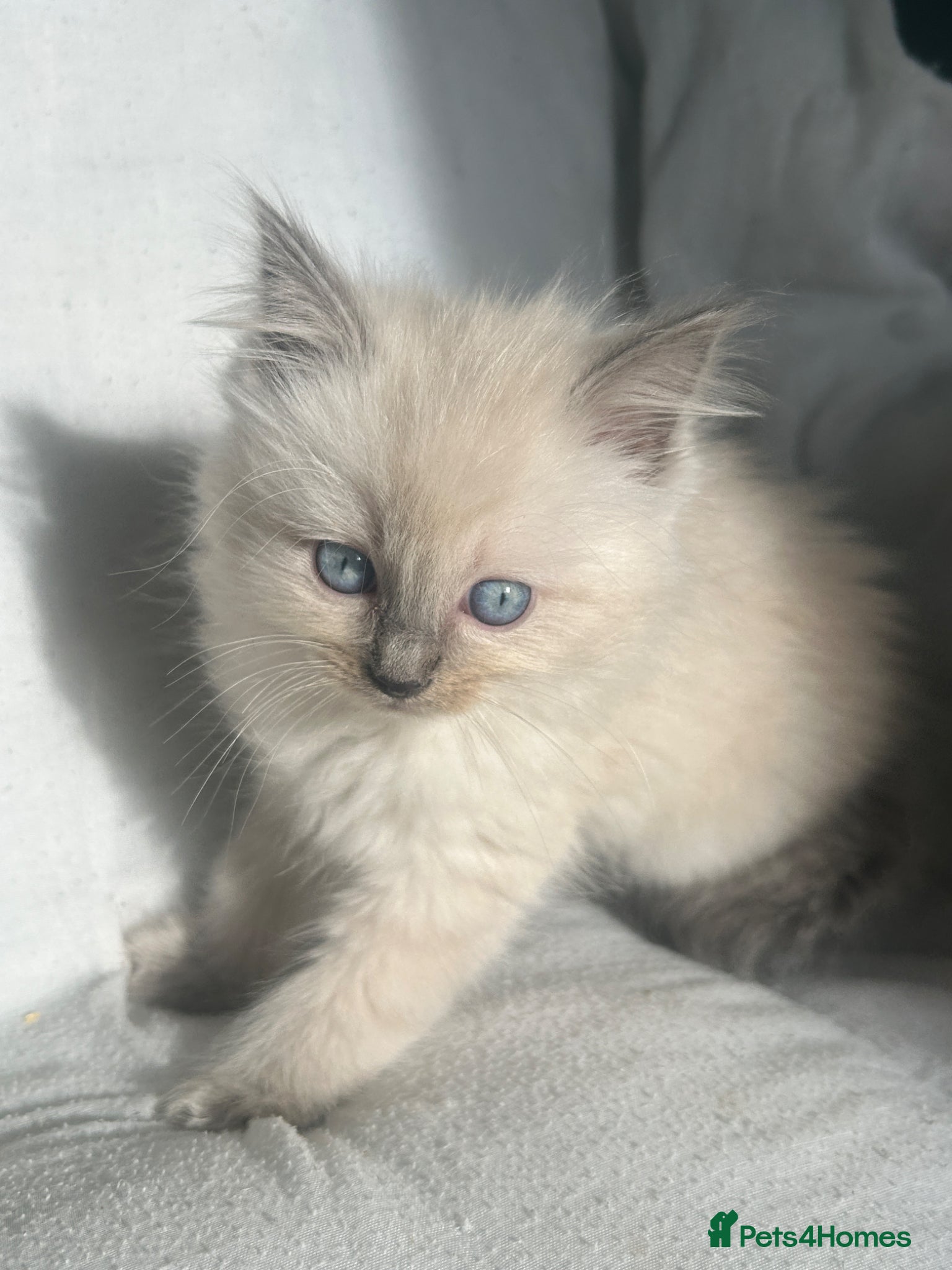 Ragdoll cats Stunning Ragdoll kittens  - Advert 2