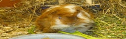Guinea Pig rodents for sale: Peruvian Guinea pigs baby boys - Advert 2