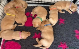 Labrador Retriever dogs for sale: Kc Red/yellow*READY NOW*Labrador Puppies  in Bacup - Image 10