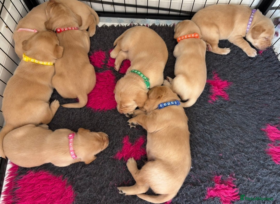 Labrador Retriever dogs for sale: Kc Red/yellow*READY NOW*Labrador Puppies  in Bacup - Image 10