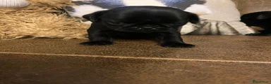Pug 5