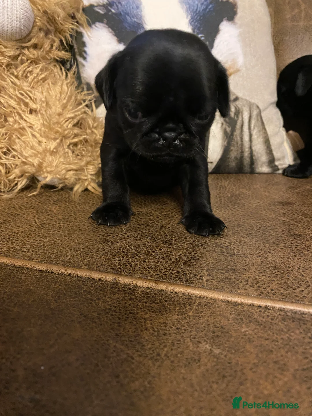 Pug dogs for sale: Beautiful litter of pug puppies🐶 - Advert 2