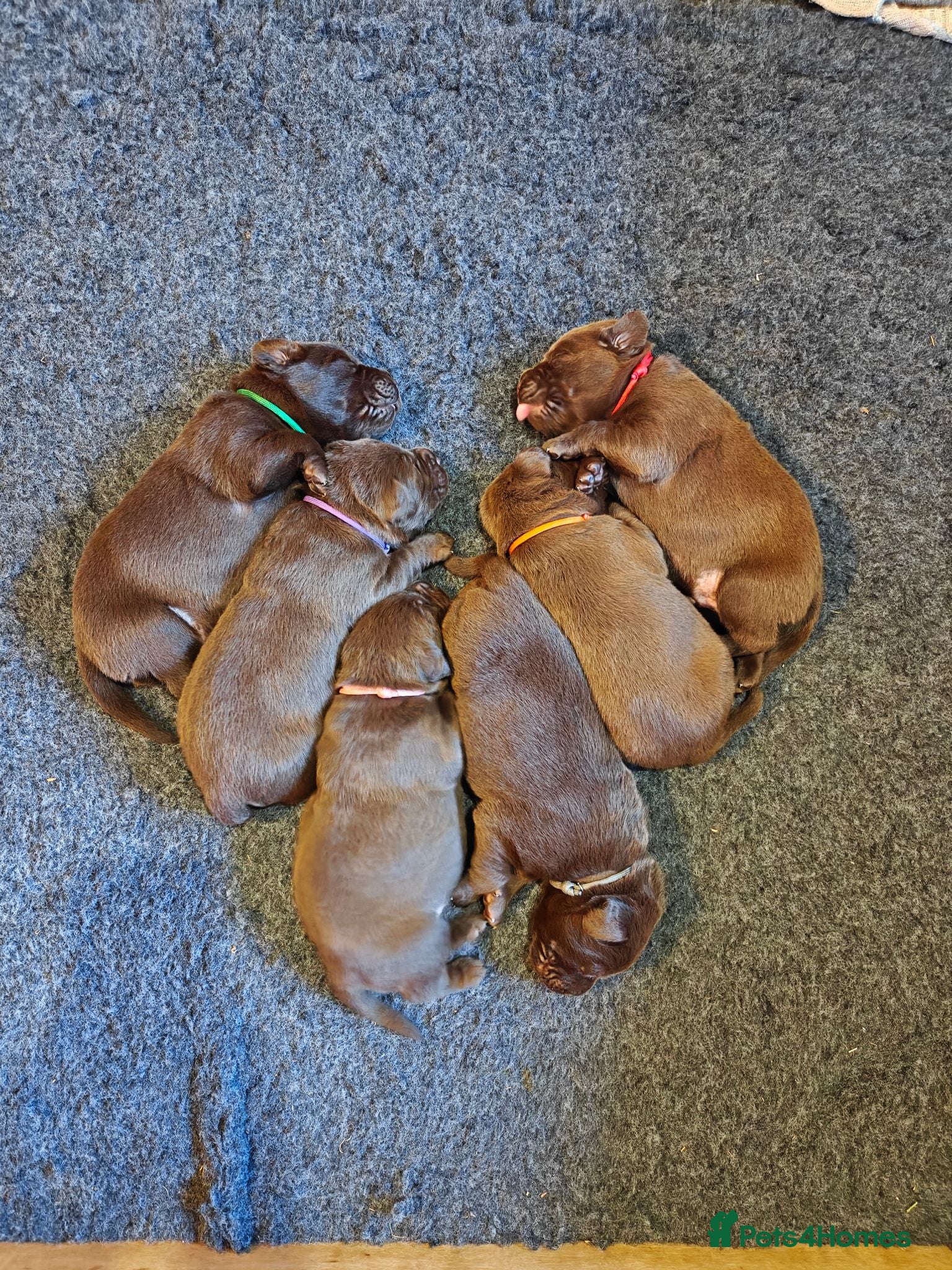 Labrador Retriever dogs KC Choc Labrador Pups - 4 left! - Advert 3