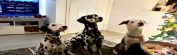 Dalmatian dogs for sale: Alaska - Advert 5