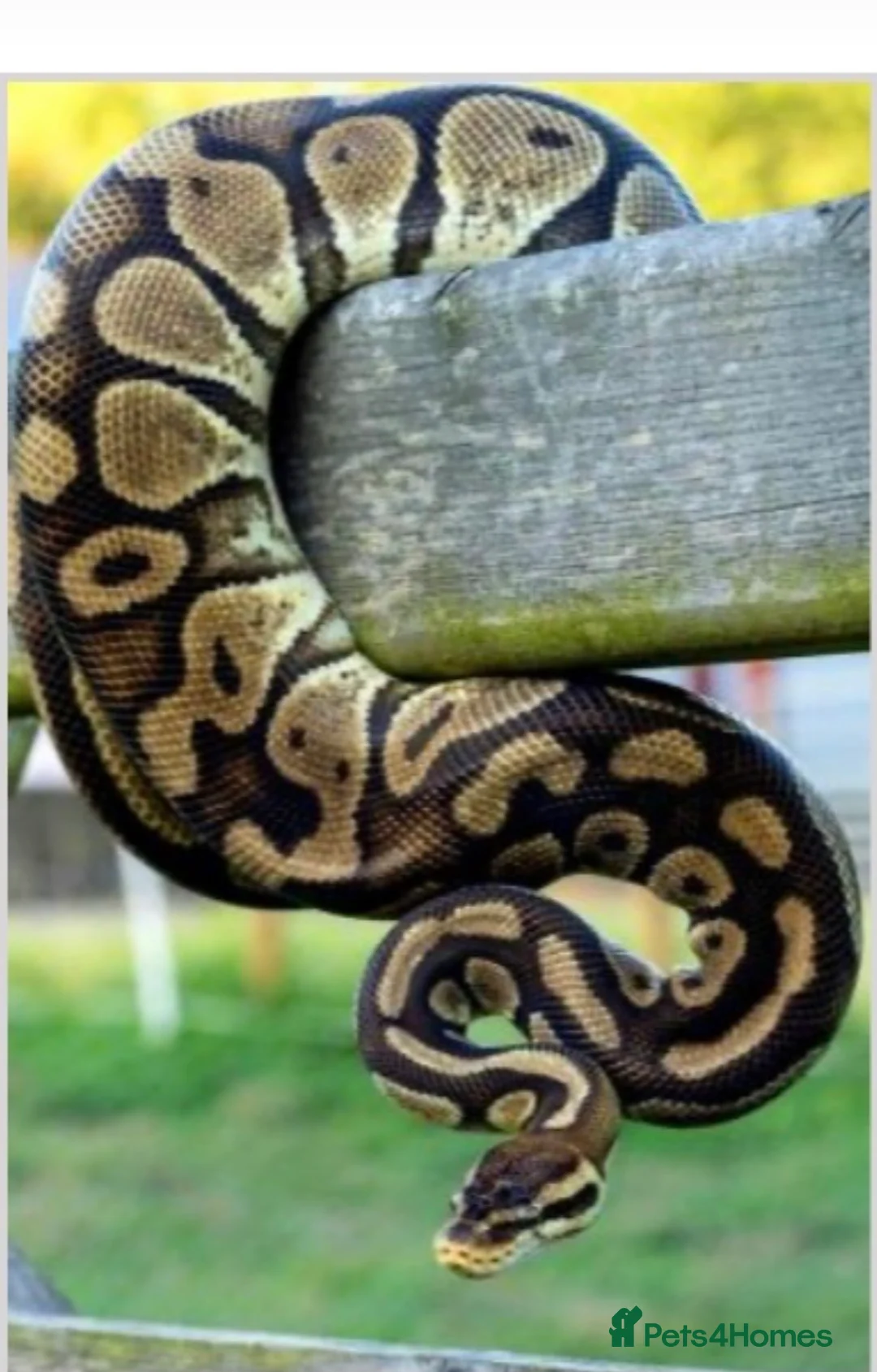 Python Snake reptiles for sale: Female Green eyed ball Python with set up - Advert 11