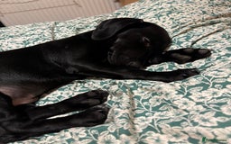 Mixed Breed dogs for sale: Beautiful boy  - Image 9