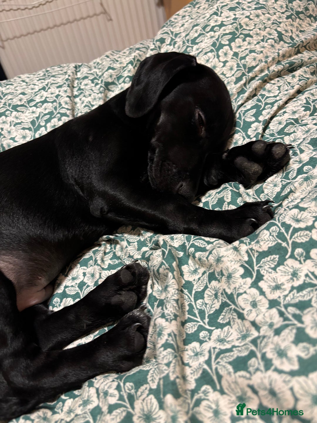 Mixed Breed dogs for sale: Beautiful boy  - Image 9