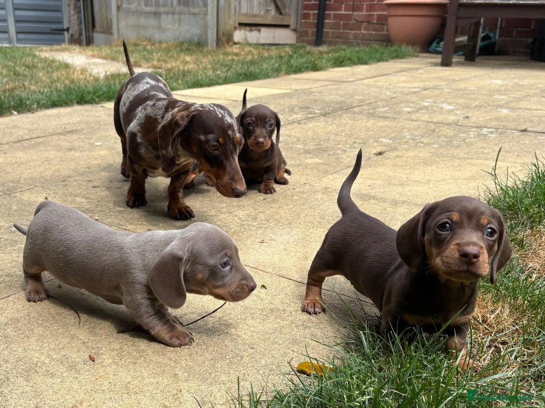 Miniature Dachshund dogs for sale: KC Registered Miniature Dachshund Puppies For Sale - Image 13
