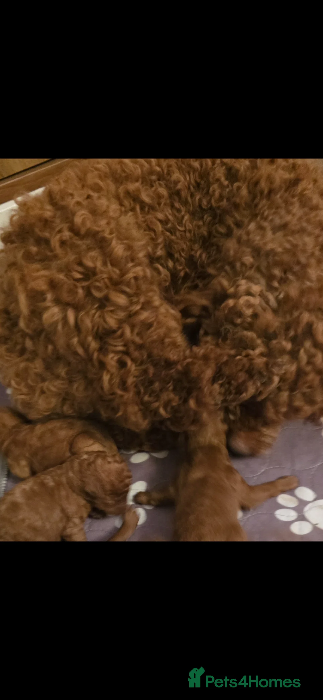Toy Poodle dogs for sale: Quality deep red toy poodle puppies - Advert 17