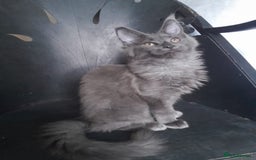 Maine Coon cats for sale: TICA 3 pedigree 3 girls 1 boy blue smoke/tabby - Image 4