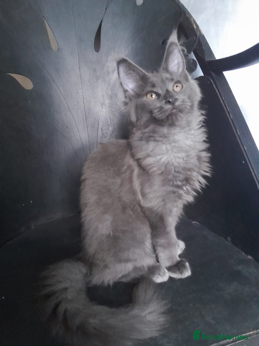 Maine Coon cats for sale: TICA 3 pedigree 3 girls 1 boy blue smoke/tabby - Image 4