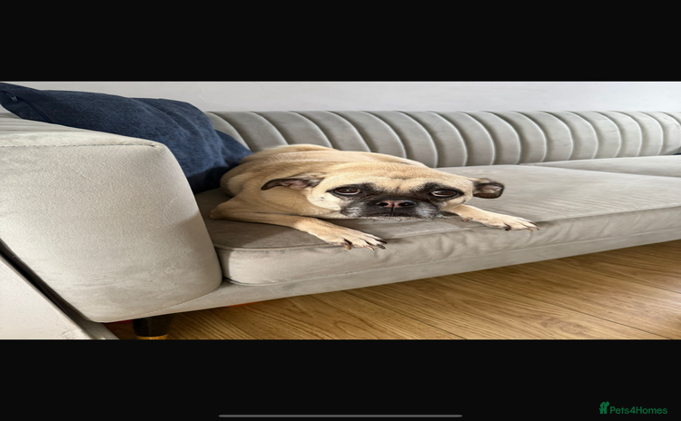 Chug dogs - Advert 13