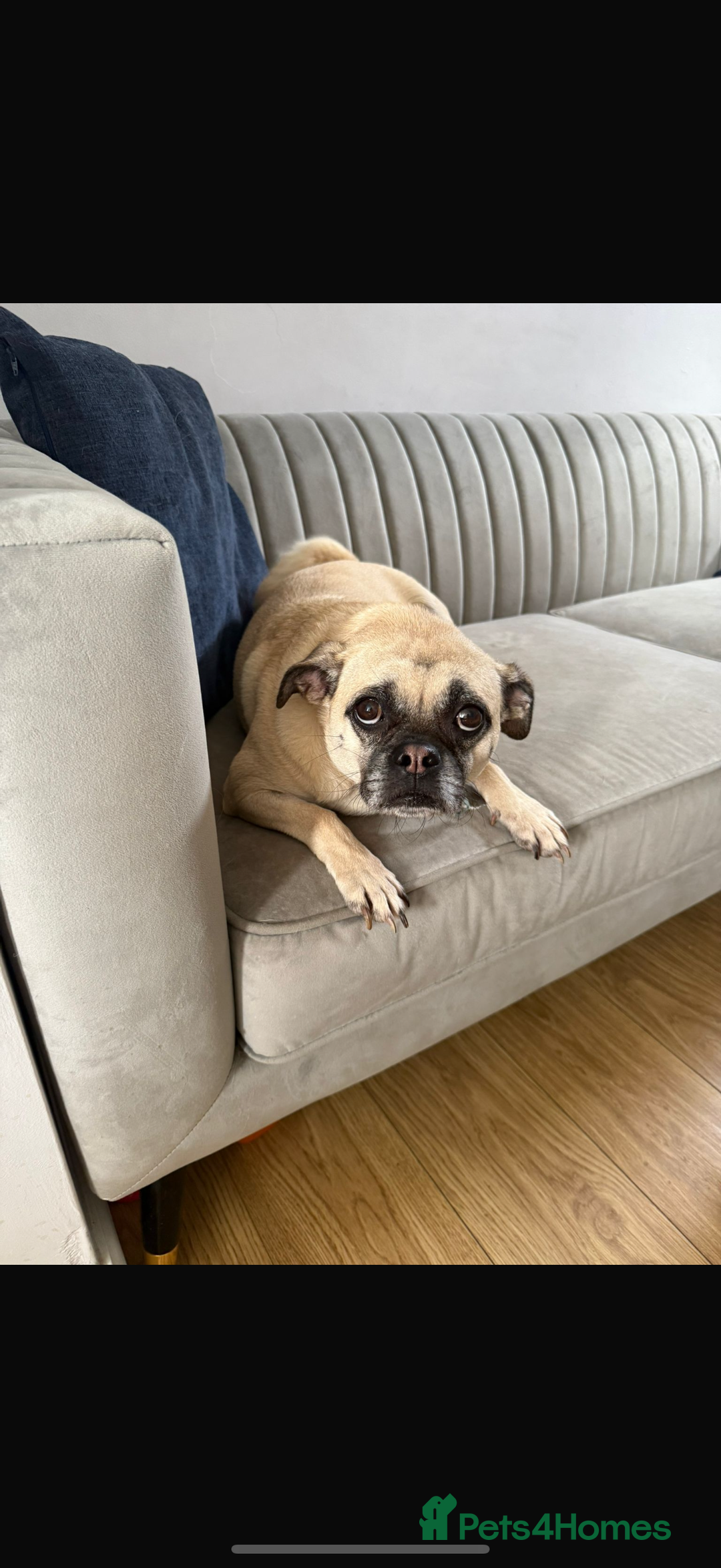 Chug dogs for sale: 4 years old Male Chug - Image 1