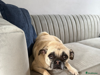 Chug dogs - Advert 12