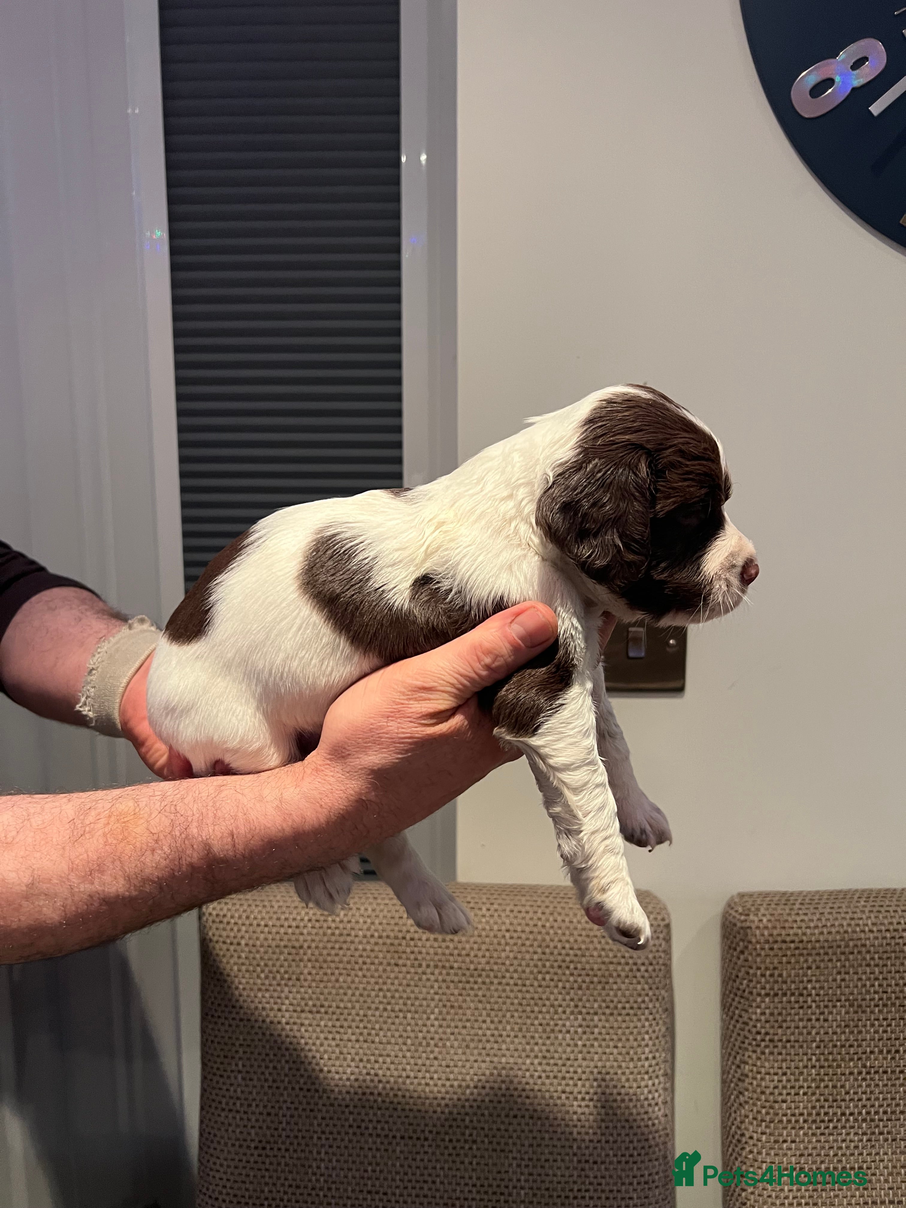 English Springer Spaniel dogs English springer Spanial  - Advert 5