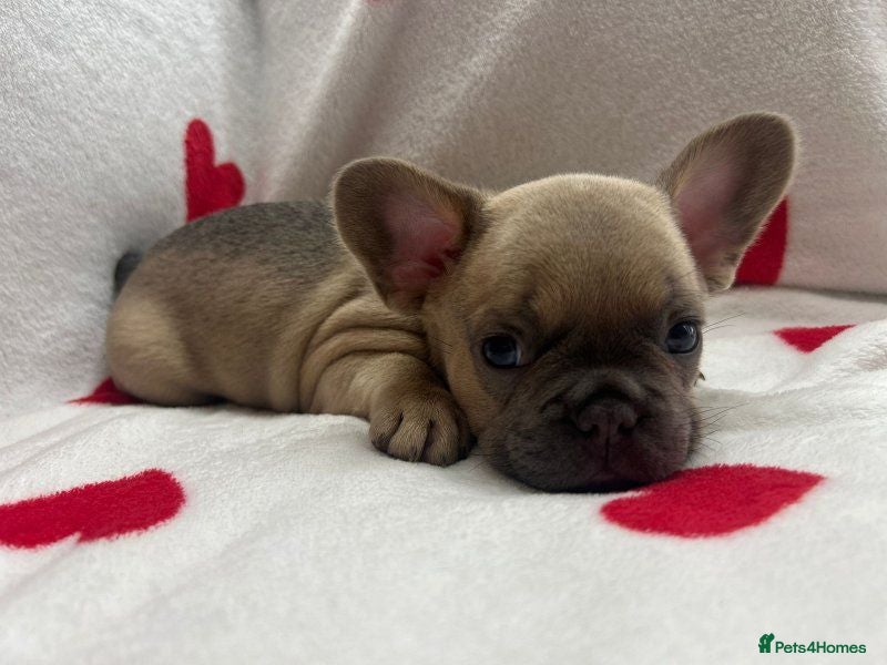 French Bulldog dogs Beautiful French Bulldog Puppies – 1 Boy, 1 Girl - Advert 1