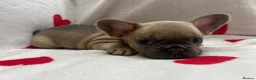 French Bulldog dogs for sale: Beautiful French Bulldog Puppies – 1 Boy, 1 Girl in Cromer - Advert 1