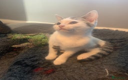 Mixed Breed cats for sale: Beautiful kittens  - Image 6