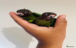 Conures birds for sale: Hand reared Emma’s, roseifrons, pearly conure - Image 22