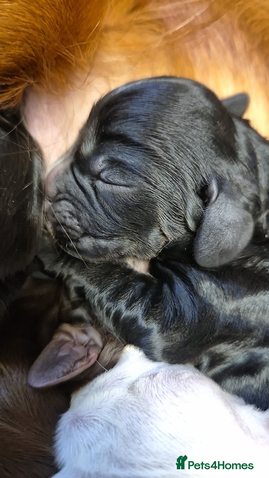 Cocker Spaniel dogs for sale: Stunning cocker spaniel pups - Advert 16