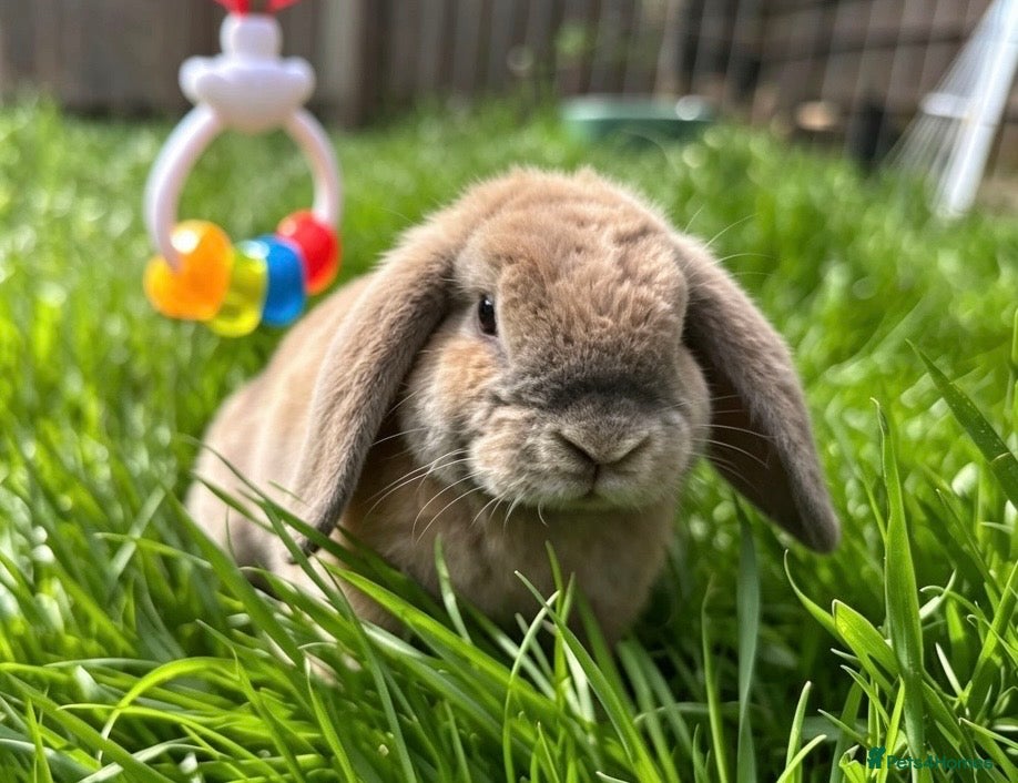Mini Lop rabbits Mini Plush Lop doe - Advert 3
