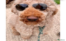 Standard Poodle dogs for sale: Kc registered standard poodle pups  - Image 3