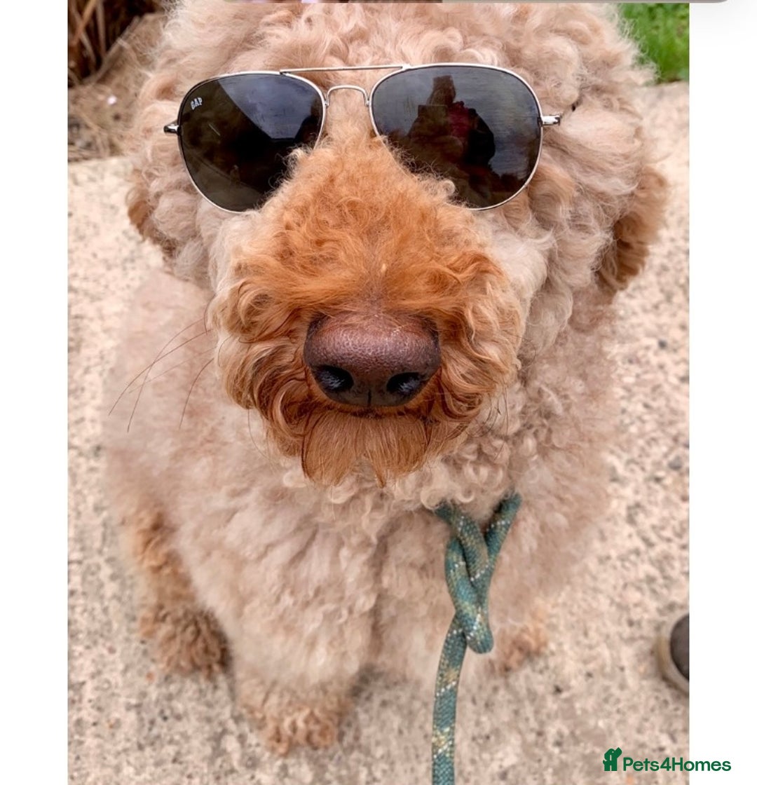 Standard Poodle dogs for sale: Kc registered standard poodle pups  - Image 3