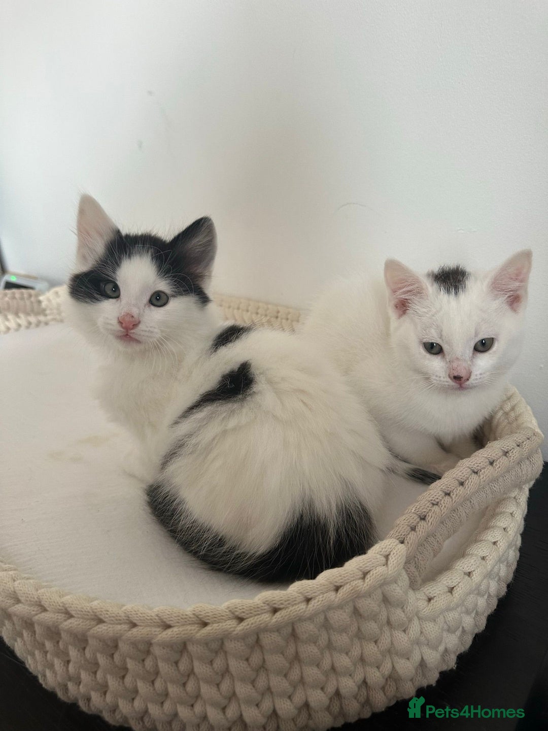 Mixed Breed cats for sale: Part Maine Coon black and white fluffy male cat - Advert 12
