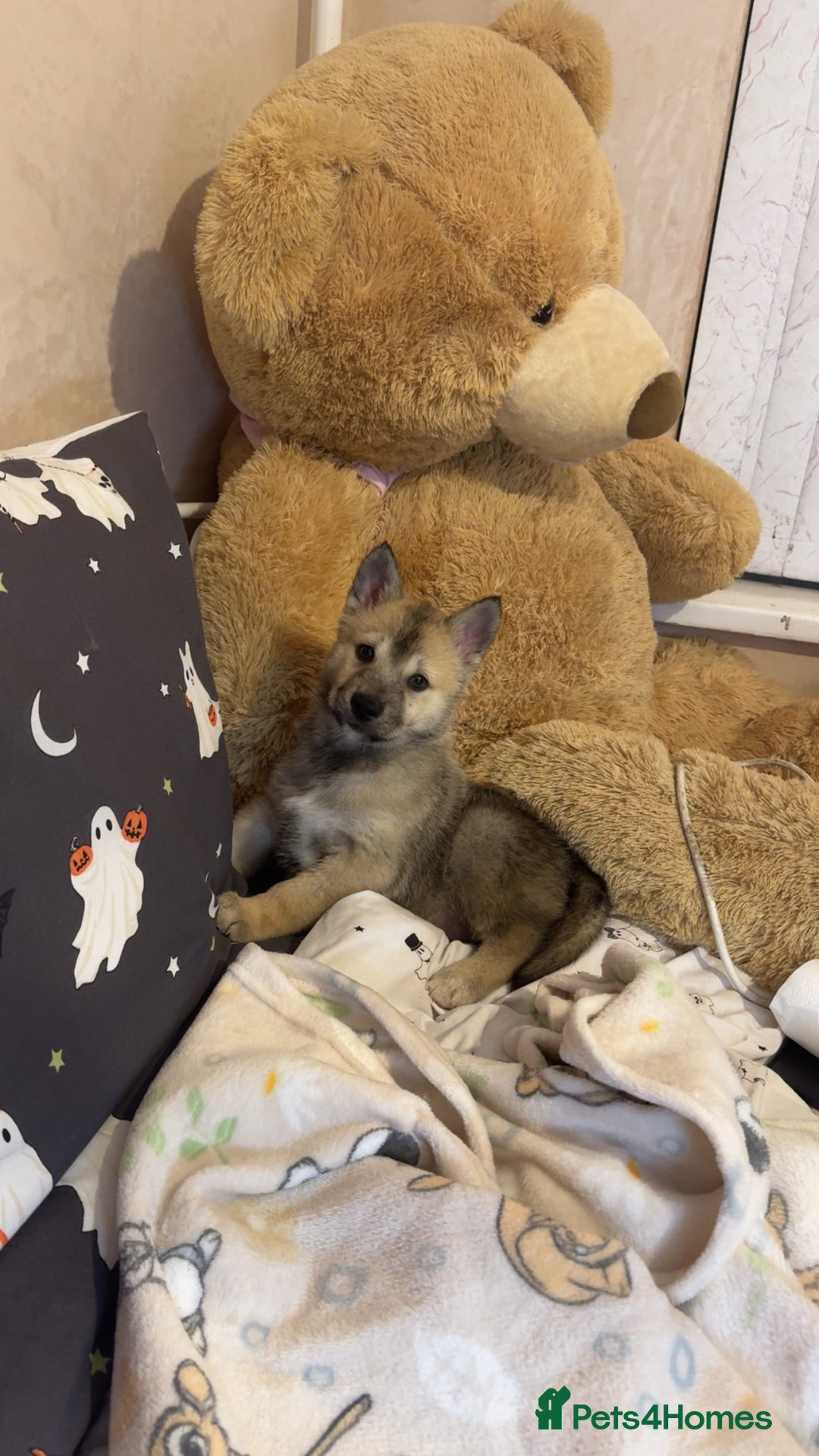 Siberian Husky dogs for sale: Siberian husky  - Advert 29