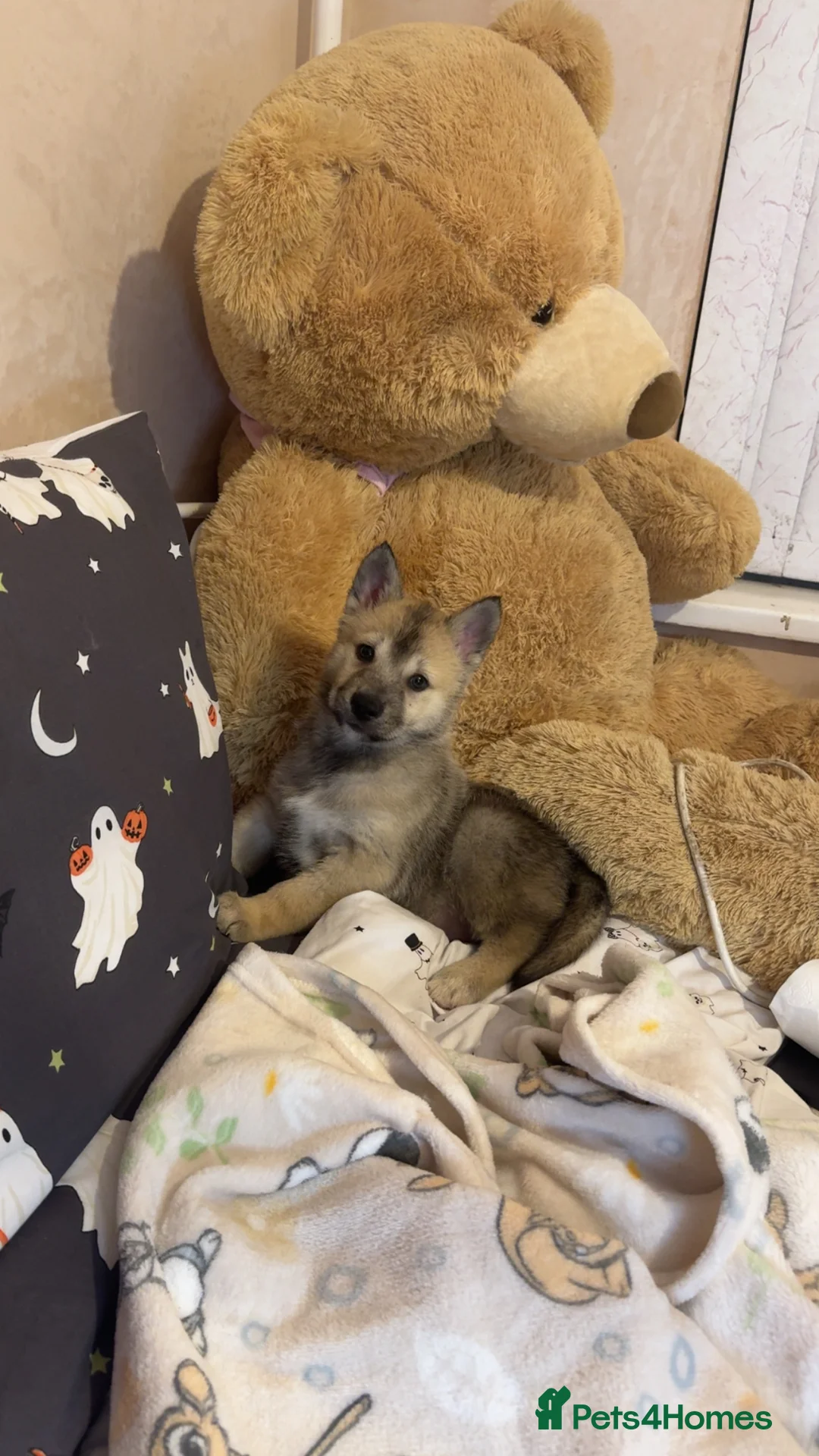 Siberian Husky dogs for sale: Siberian husky  - Advert 15