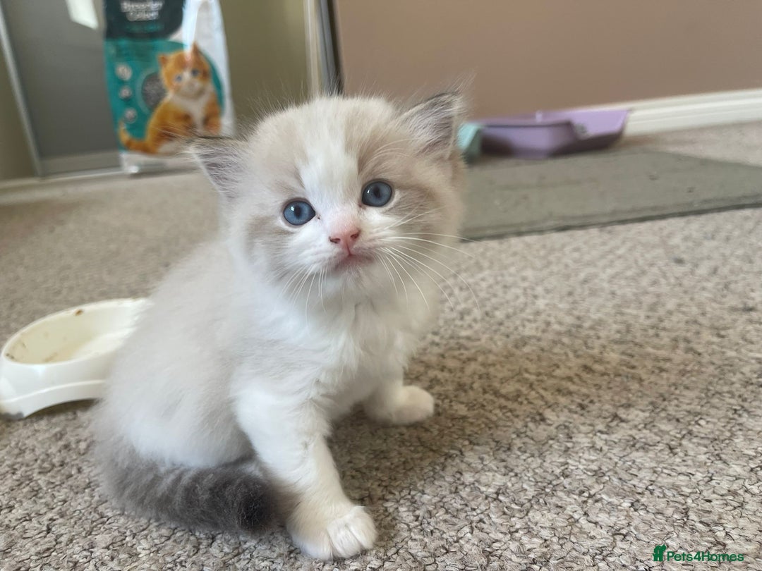 Ragdoll cats for sale: Four beautiful Ragdoll kittens available 🐾 - Image 1