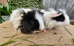 Guinea Pig rodents for sale: Bonded pairs of baby male guinea pigs  - Advert 3