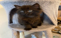 British Shorthair cats for sale: 2 gorgeous kittens left 😍 - Image 1