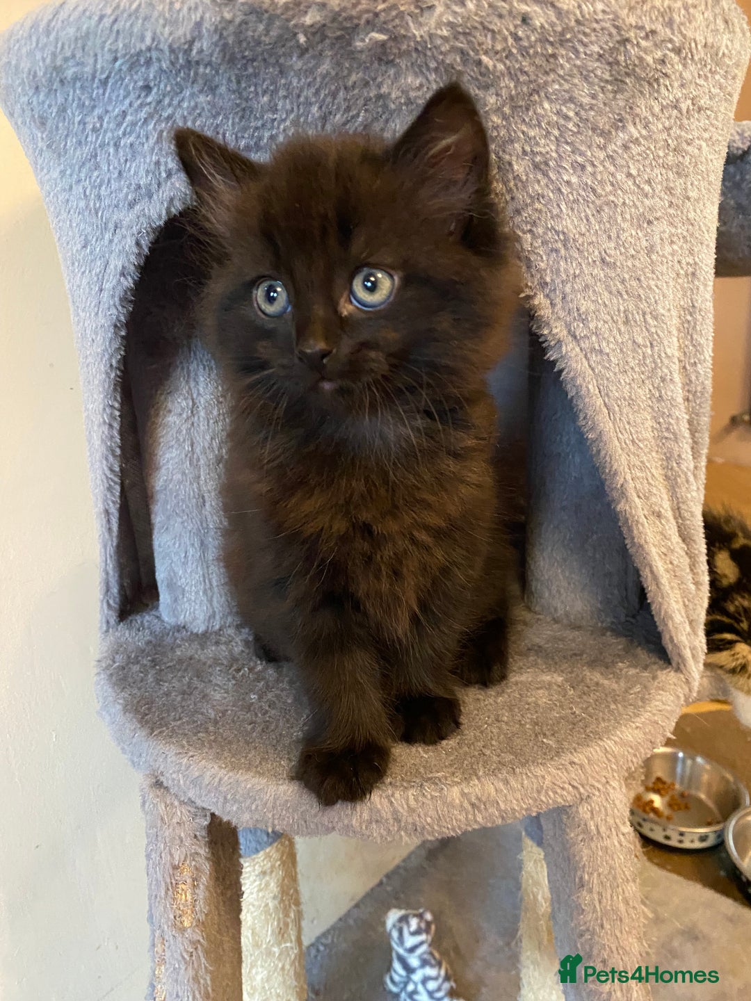 British Shorthair cats for sale: 2 gorgeous kittens left 😍 - Image 1