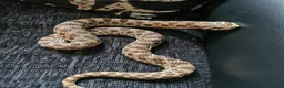 Snake reptiles for sale: Hognose snake in Gainsborough - Advert 2