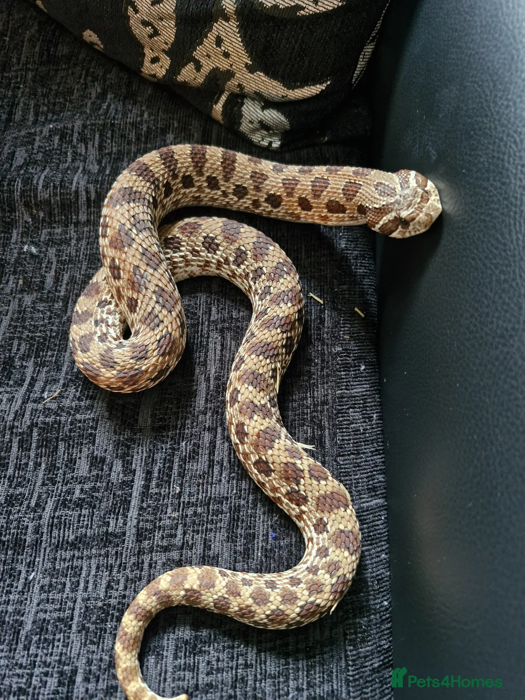 Snake reptiles for sale: Hognose snake in Gainsborough - Advert 2