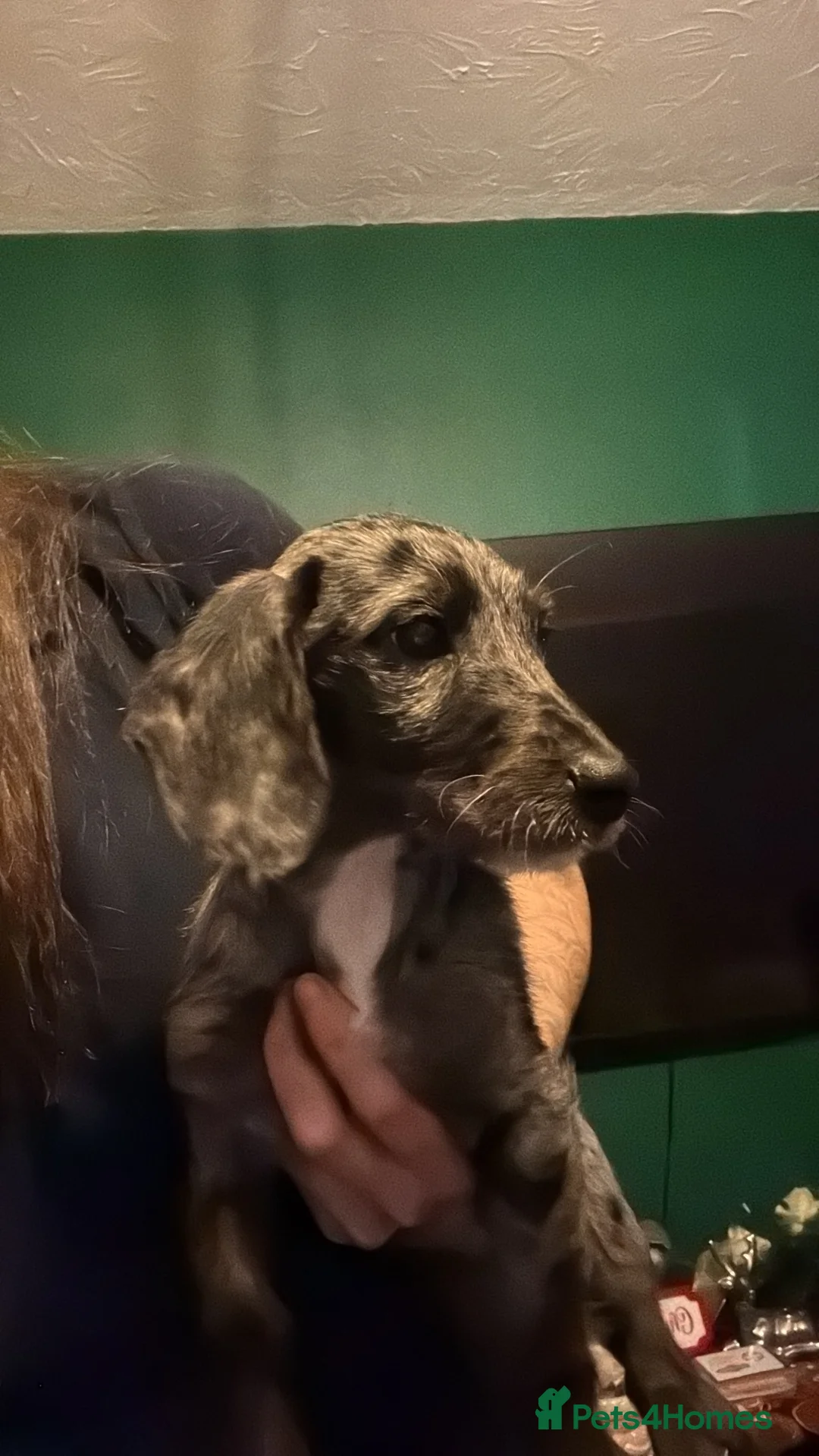Doxiepoo dogs for sale: Doxiepoo puppies in Doncaster - Advert 14