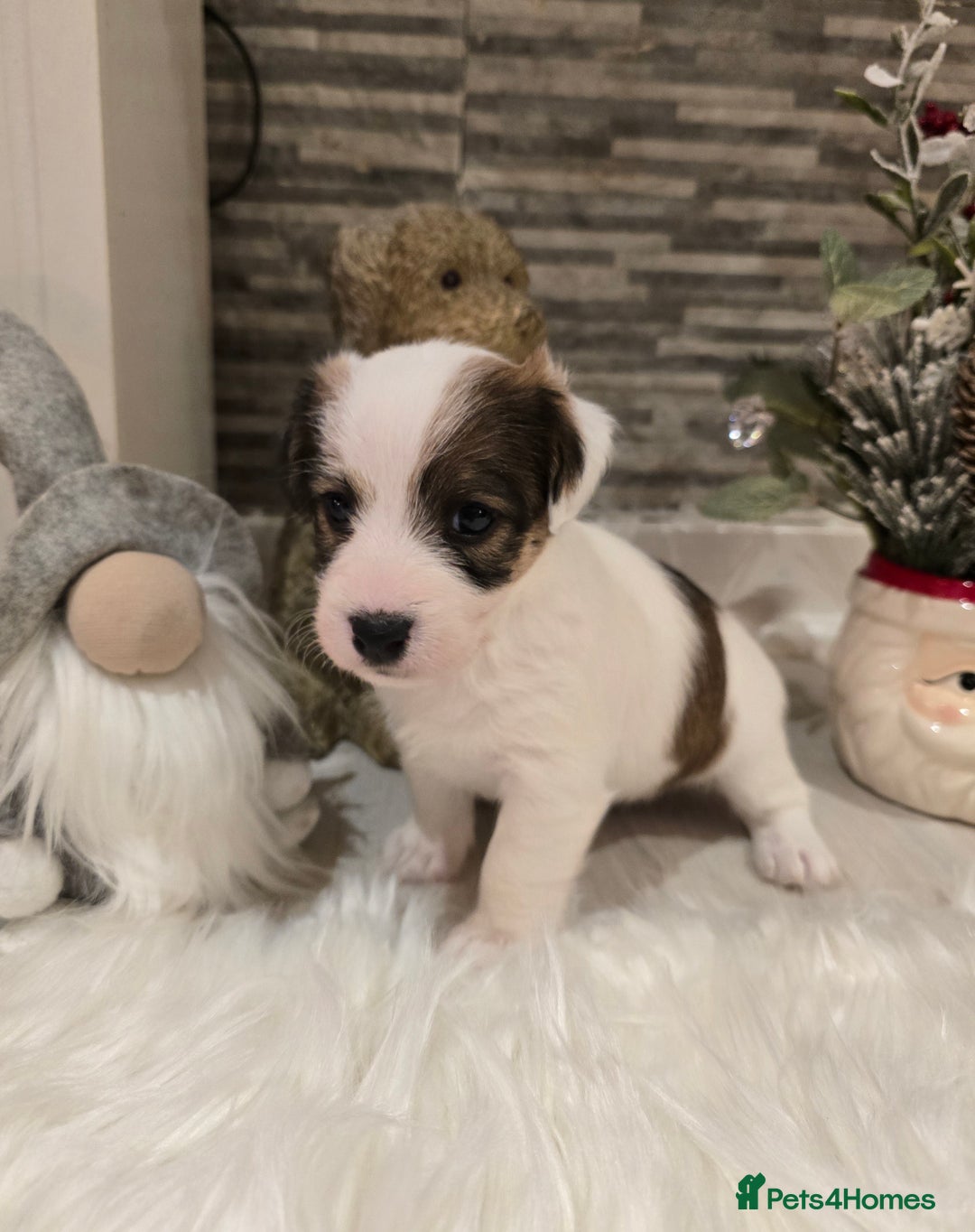 Mixed Breed dogs for sale: Five beautiful Jack Russel puppies for sale - Advert 19