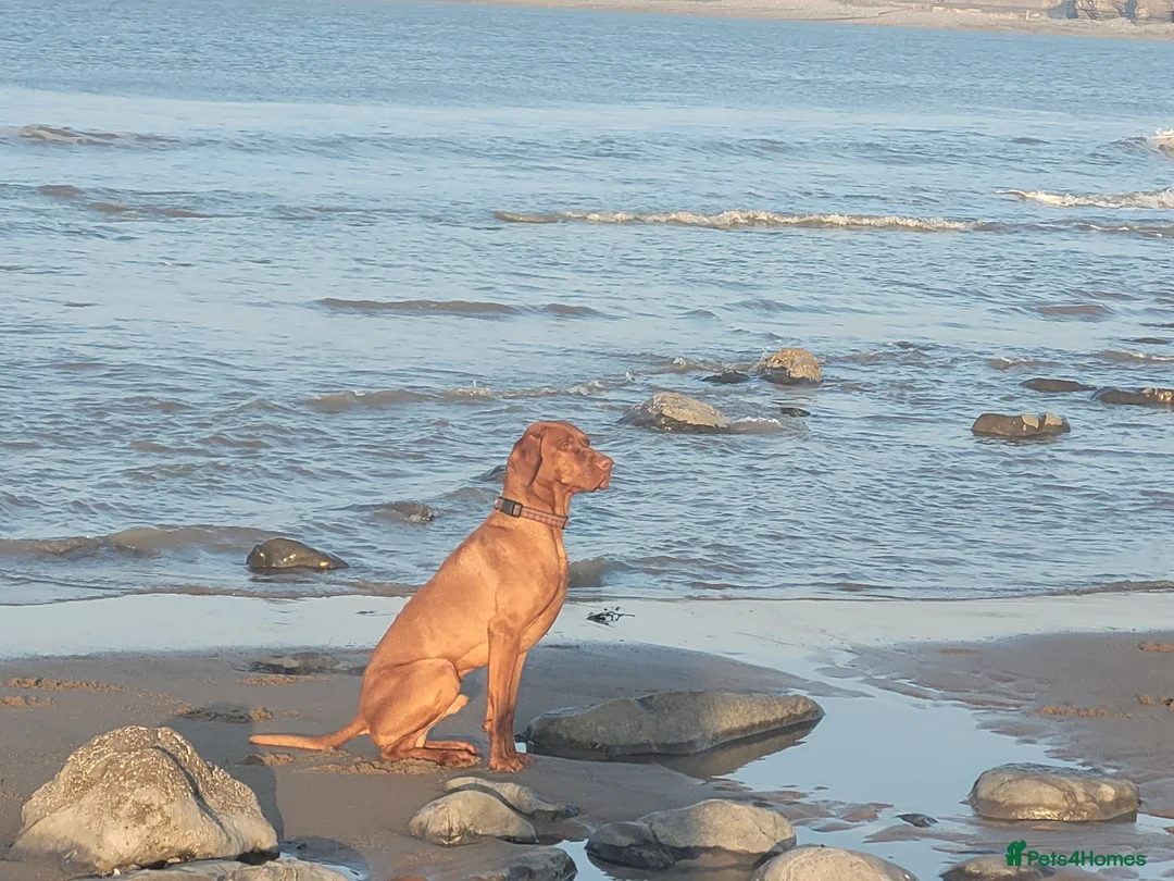 Hungarian Vizsla dogs for stud: Hungarian Vizsla for stud! in Llantwit Major - Advert 35