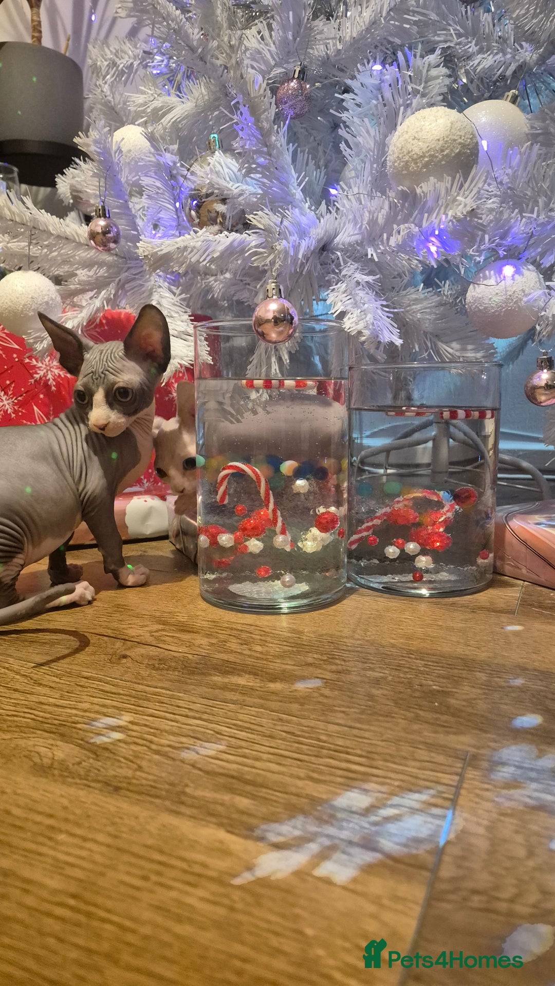 Sphynx cats for sale: Exclusive Sphynx Kittens Looking for Forever Homes - Advert 32