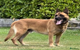 German Shepherd dogs for sale: Part of our family ♥️ - Image 12