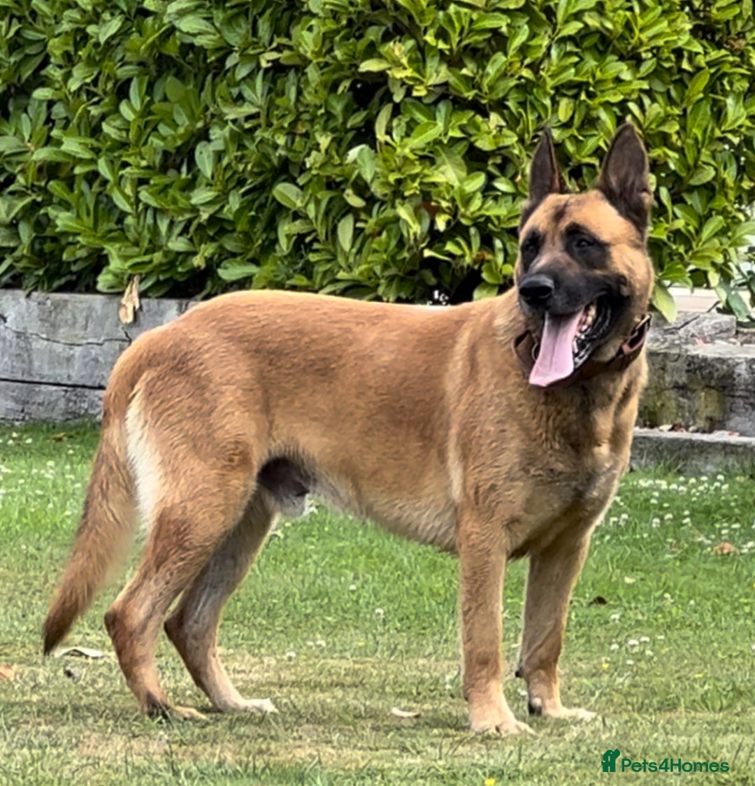 German Shepherd dogs for sale: Part of our family ♥️ - Image 12