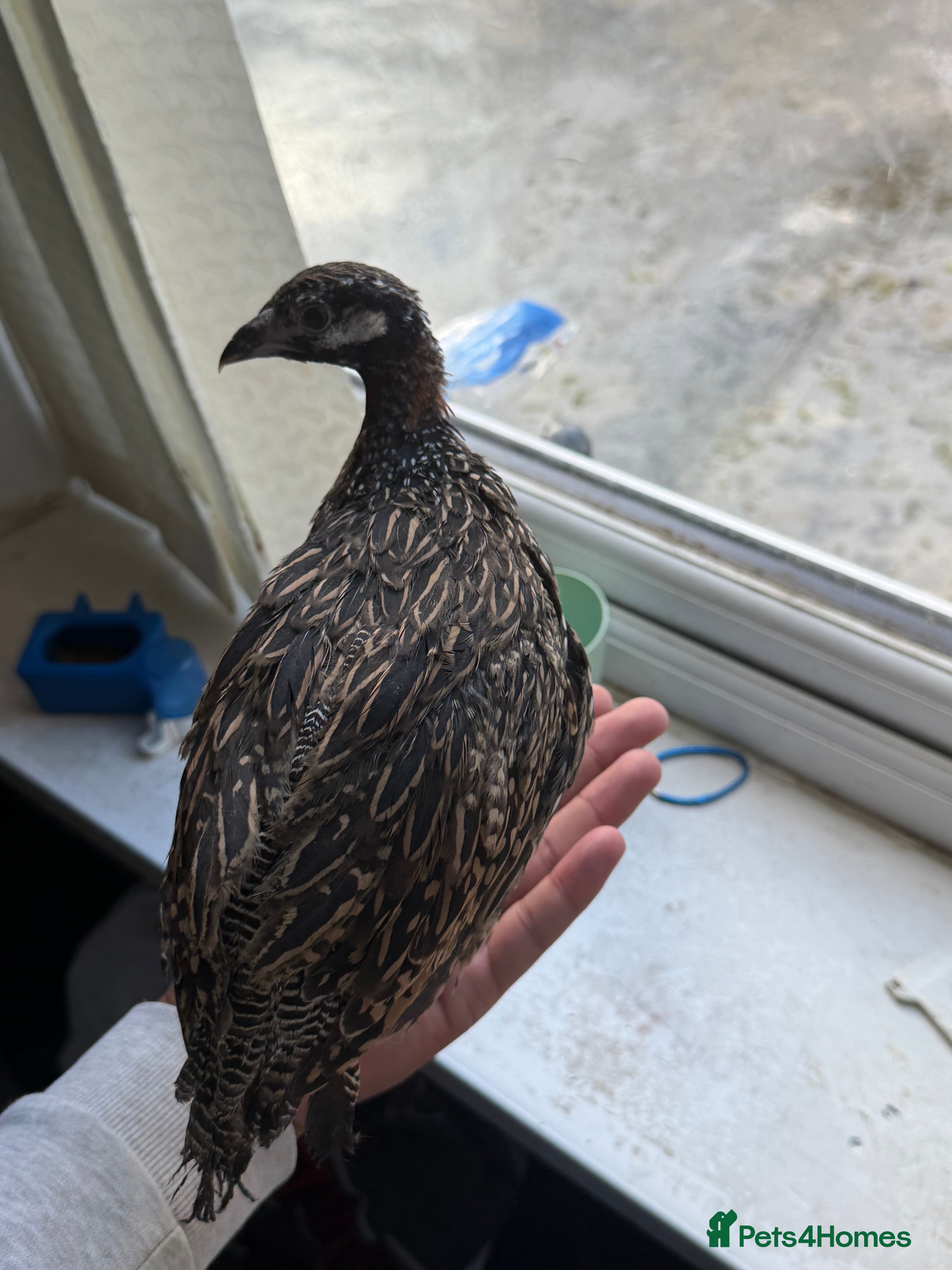 Mixed Breed birds Black francolin kala teeter  - Advert 7