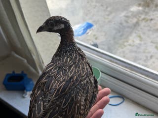 Mixed Breed birds Black francolin kala teeter - Advert 1