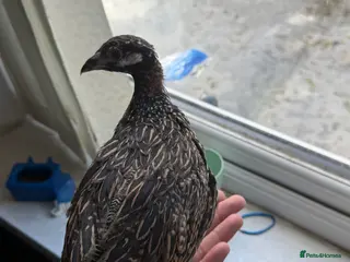 Mixed Breed birds Black francolin kala teeter - Advert 8